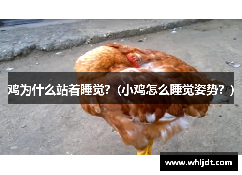 鸡为什么站着睡觉？(小鸡怎么睡觉姿势？)